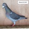 Mascul 22-647