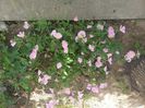 Oenothera - Clopotel carpatin - luminita de seara