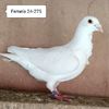 Femela 24-275....-15 lei
