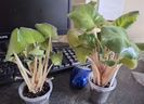 Lyubimaya Doch   35, 50 ron starter