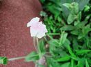 Lychnis coronaria "Oculata"
