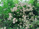 Pauls Himalayan Musk