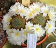 Rebutia cv Snow White 1