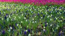 Spring time in Ottawa 6