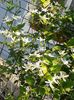 Clematis Mandruska