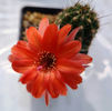 Chamaecereus hb David