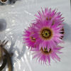 Echinocereus reichenbachii