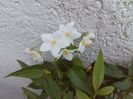 Solanum jasminoides