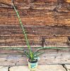 Sansevieria Fernwood Mikado - 5 lei