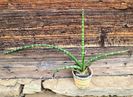 Sansevieria Fernwood MIkado - 5 lei
