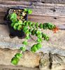 Crassula x Rupestris F. Marnieriana Hotentot - 5 lei