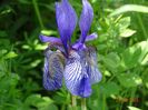 iris missouriensis