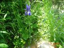 iris missouriensis