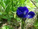 I see stars (sibirica)