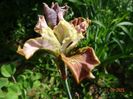 Sun Grooves (sibirica)