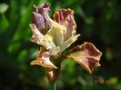 Sun Grooves (sibirica)