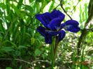 I see stars (sibirica)