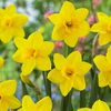 narcissus-sweetness-p1