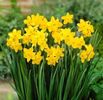 narcissus-sweetness-p3-2