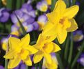 narcissus-sweetness-p4
