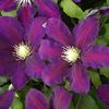 Clematis LECH KACZYNSKI