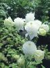 25986-1-aquilegia_vulgaris_winky_white_and_white