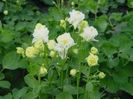 Aquilegia vulgaris Winky Double White 2