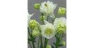 Aquilegia vulgaris Winky Double White 3