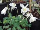 Aquilegia vulgaris Winky Double White