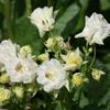 Aquilegia-vulgaris-80568-1