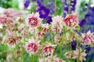 Aquilegia vulgaris Nora Barlow 2