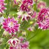 aquilegia-vulgaris-nora-barlow-