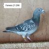Femela 21-290