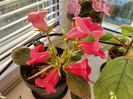Slipper rosu (5-06-2025)