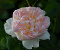Evelyn (tufa) 70