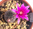 MAMMILLARIA longiflora