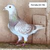 Femela 24-746