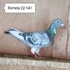 Femela 22-141