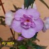 Img.2025.06.03