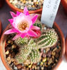 Chamaecereus hybrid cv EDITH