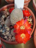 Rebutia hb lima_orange
