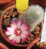 Rebutia cv leopygmaea