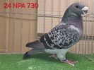 MASCUL USA 2024 NPA 730 - MARK LINGLE