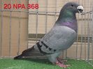 FEMELA USA 2020 - NPA 368 - ROBERT CORRALES