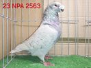 MASCUL USA 2023 NPA 2563 - MARK LINGLE