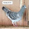 Femela 25-731