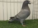 FEMELA RO 25 - 77