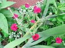 Lychnis coronaria "Gardeners World"
