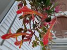 Lava Flow(8-06-2025)
