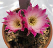 Chamaecereus hb EDITH